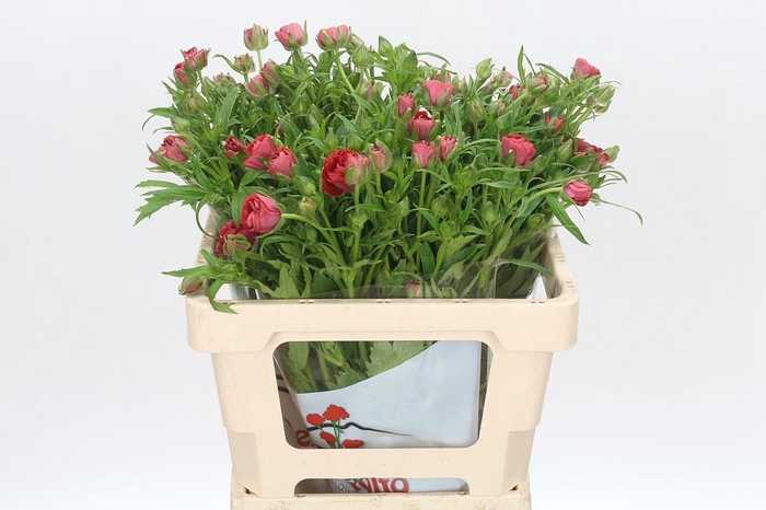 <h4>Ran Butterfly Musa</h4>