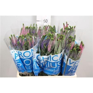 Veronica  'Smart Coulours'   ...mix