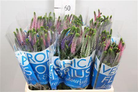 <h4>Veronica  'Smart Coulours'   ...mix</h4>