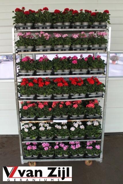 <h4>PEL ZON MIXK</h4>