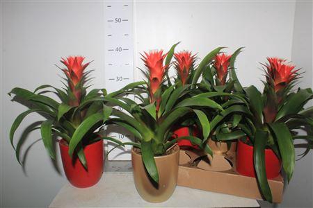 <h4>Guzm Hope In Keramiek Pot</h4>