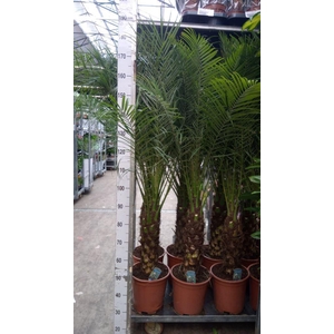 Phoenix roebelenii