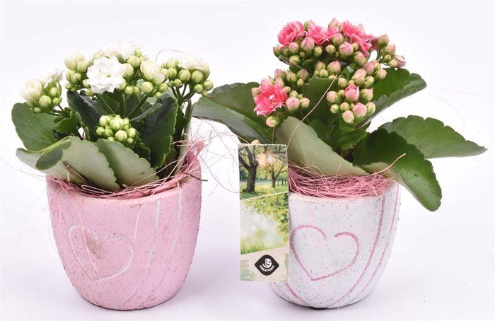 <h4>Cement pot met hart decor mix 10cm</h4>