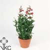 Penstemon hartwegii Tubular Bells Red 15Ø 40cm