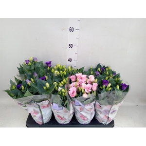 Eustoma russ. DU 'Julietta'  ...mix