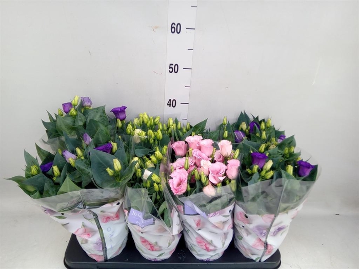 <h4>Eustoma russ. DU 'Julietta'  ...mix</h4>