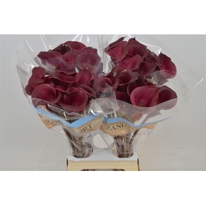 Calla Red Charm