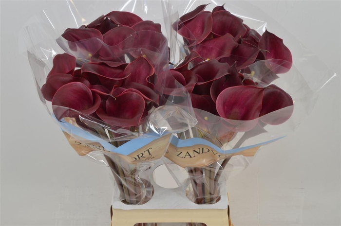<h4>Calla Red Charm</h4>