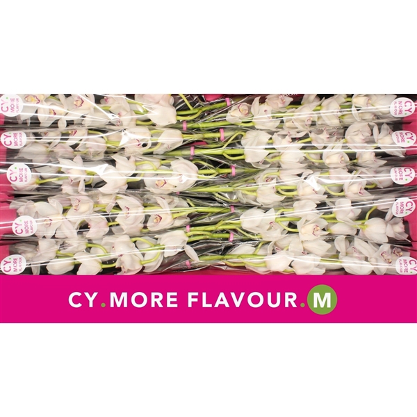 <h4>Mini cymbidium 'White Fair' 60 cm</h4>