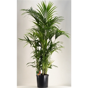 KENTIA - P34 H220 - 15PP (Howea forsteriana)