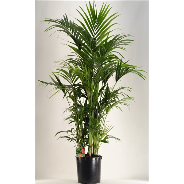 <h4>KENTIA - P34 H220 - 15PP (Howea forsteriana)</h4>