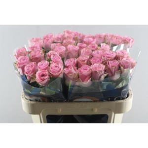 R Gr Renaissance L70