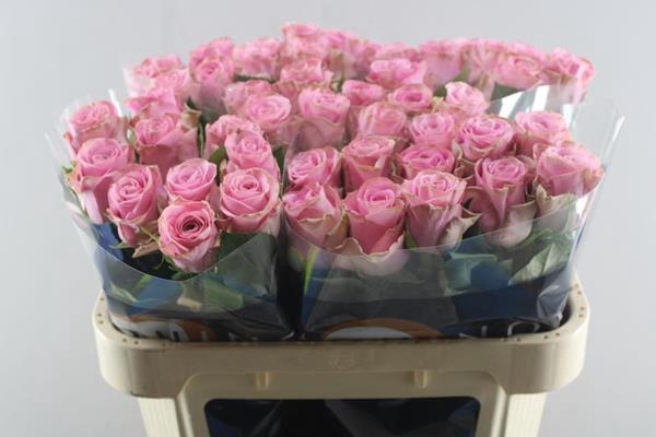 <h4>R Gr Renaissance L70</h4>