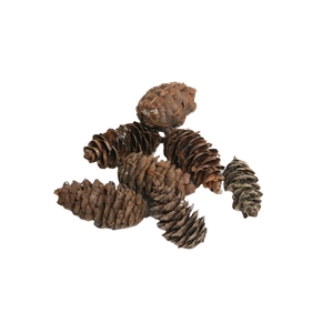 Deco Pinecone Douglas 5kg Natural