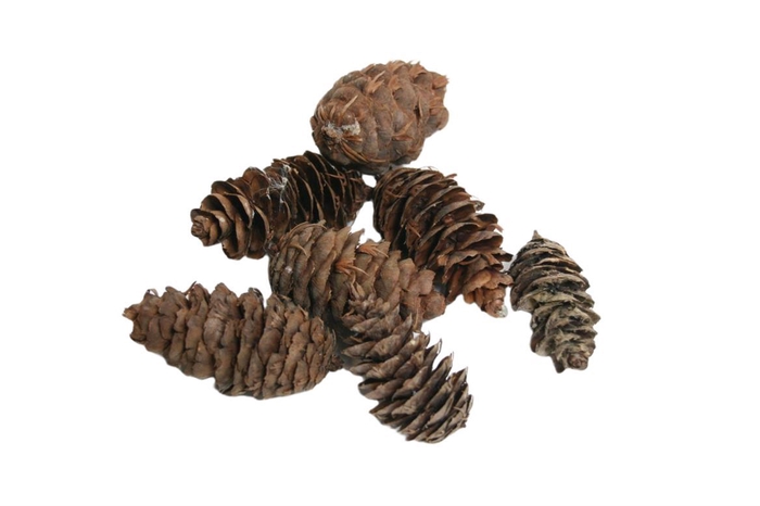 Deco Pinecone Douglas 5kg Natural