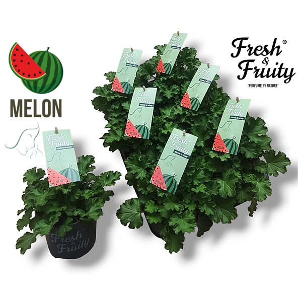 <h4>Pel. Fresh&Fruity® Melon Fresh</h4>