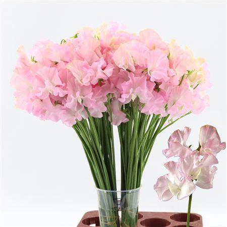 <h4>Lathyrus Mist Salmon</h4>