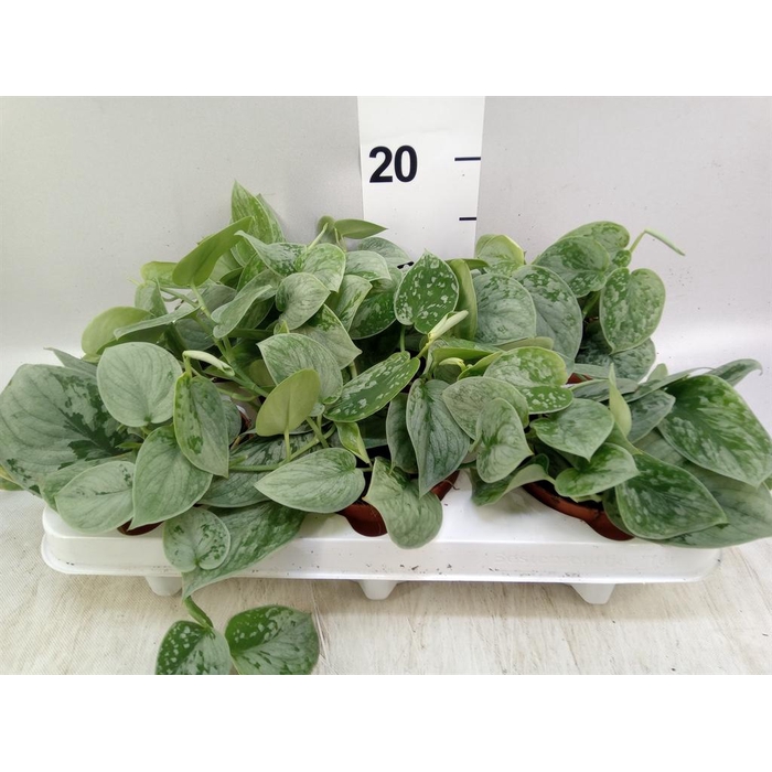<h4>Scindapsus pictus 'Silvery Ann'</h4>