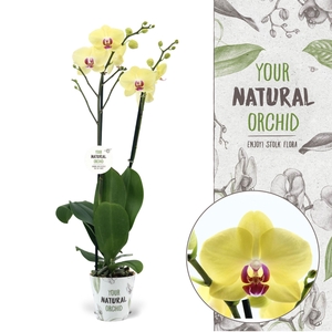 Your Natural Orchid | Modena | Phalaenopsis 2 spike