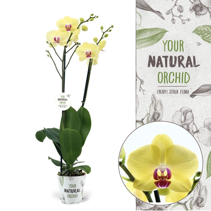 <h4>Your Natural Orchid | Modena | Phalaenopsis 2 spike</h4>