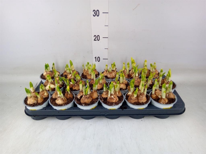 <h4>Narcissus  'Tete a tete'</h4>