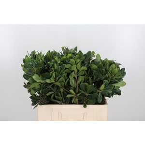 Pittosporum Nurit