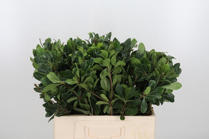 <h4>Pittosporum Nurit</h4>