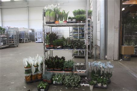 <h4>** Aanb* Plant Mix 147 Stk Pm 8-19</h4>