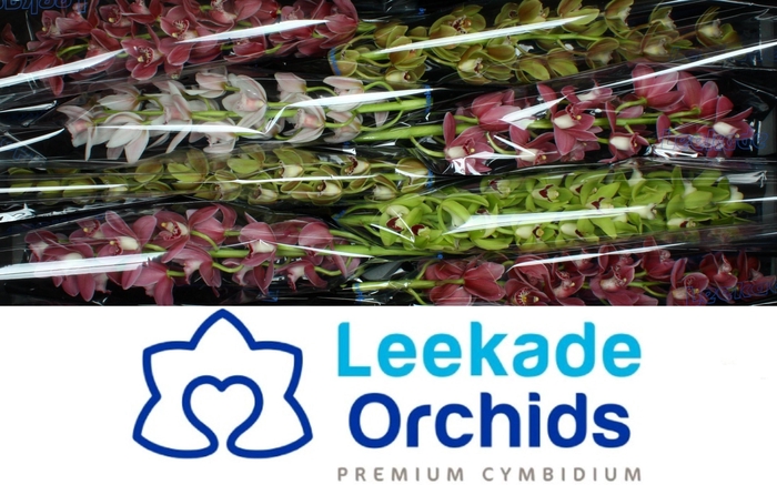 <h4>CYMB MI GEM</h4>