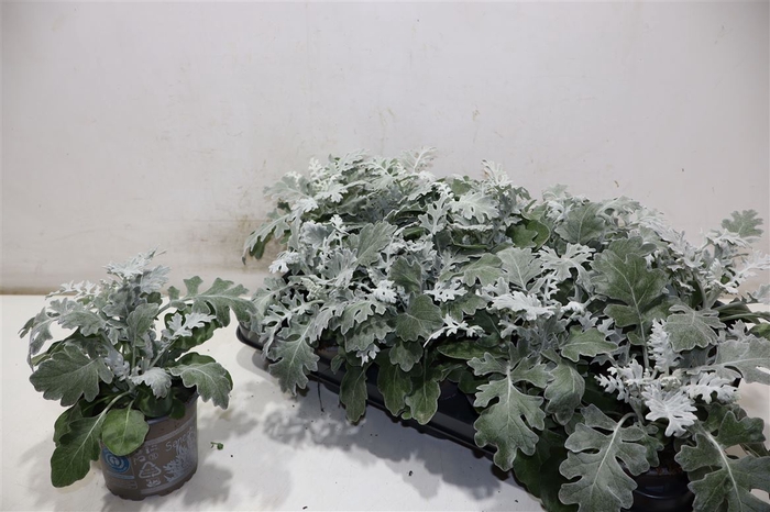 <h4>Jacobaea Maritima</h4>
