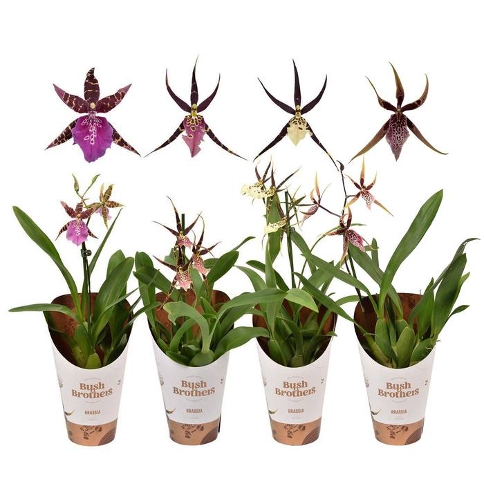 BRASSIA SUMMER DREAM