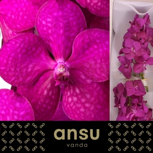 VANDA TAYANEE CERISE