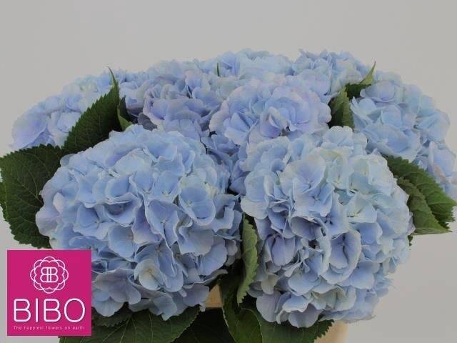 <h4>HYDR M CH VERENA BL</h4>
