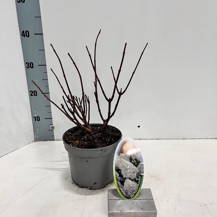 <h4>Hydrangea pan. ‘Silver Dollar’</h4>