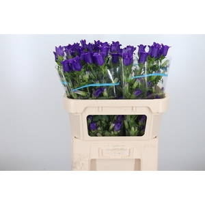 Campanula Cham Blue