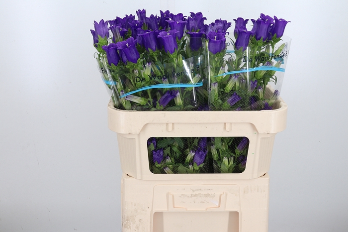 <h4>Campanula Cham Blue</h4>