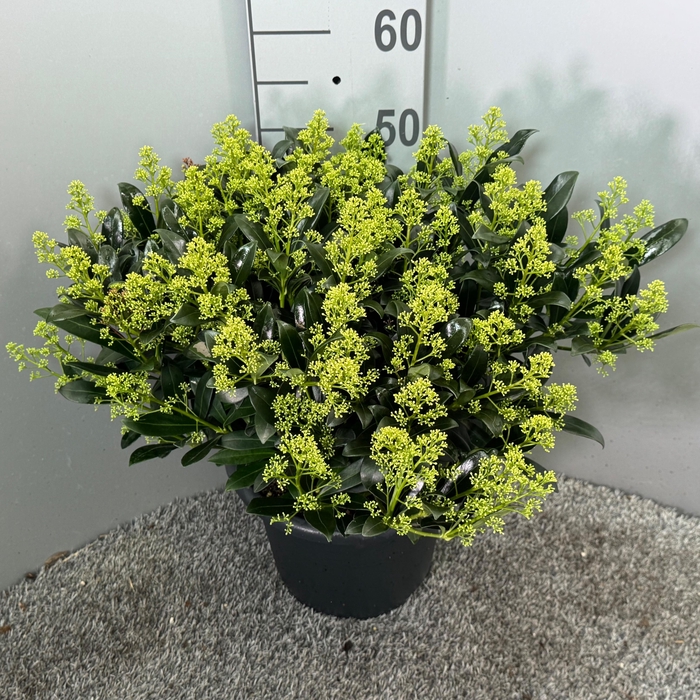 <h4>Skimmia japonica 'Snow White'</h4>