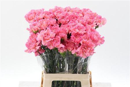 <h4>Di St Cl Feminine |minami</h4>