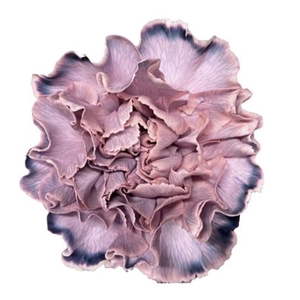 DI ST MOLLY ROSA NERO