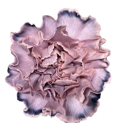 <h4>DI ST MOLLY ROSA NERO</h4>