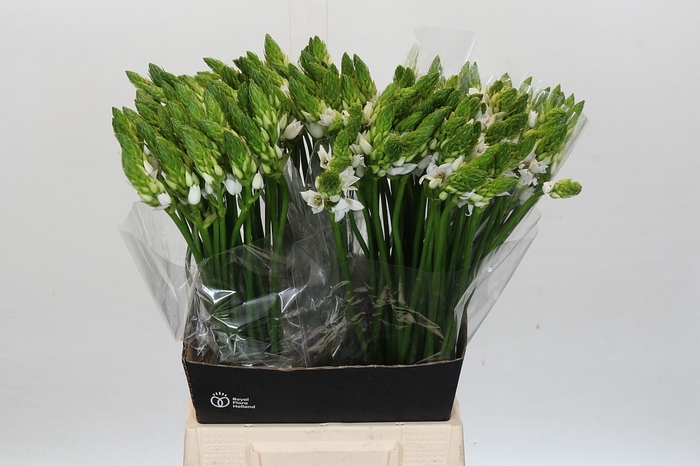 <h4>Ornithogalum Thyrsoides BIG WHITE</h4>