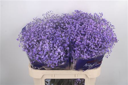 <h4>Gyps Klb Purple</h4>