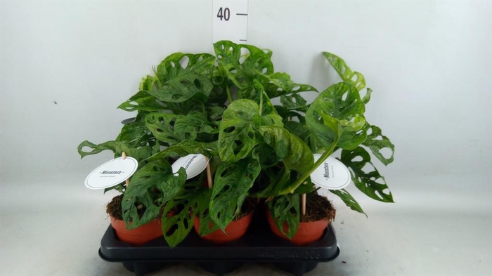 <h4>Monstera obliqua 'Leichtlinii'</h4>