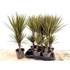 Dra Marg Bicolor 30-10 Cm