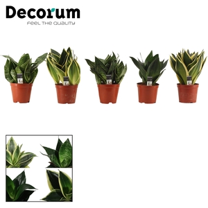 Sansevieria Hahnii 12 cm mix (Decorum)