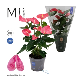 Mimesis Anthurium KARMA Maine - 17cm