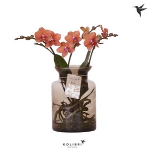 Kolibri Orchids Phalaenopsis Roots orange in glas stolp brown