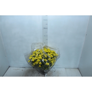 CRISANTEMO BOLA BELGA JASODA C18 AMARELO