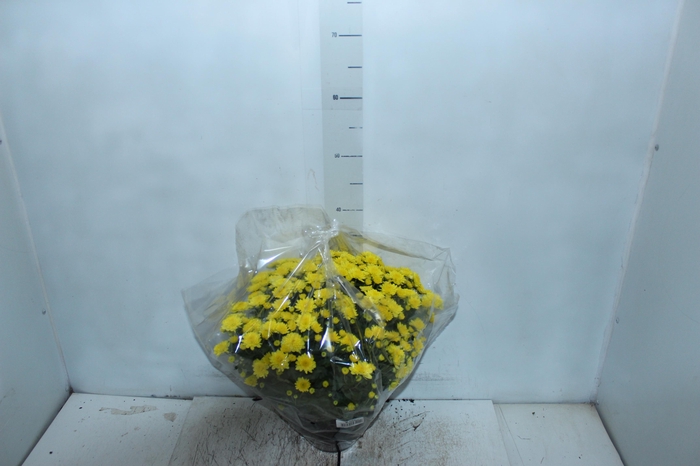 <h4>CRISANTEMO BOLA BELGA JASODA C18 AMARELO</h4>