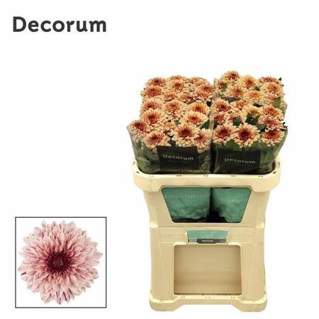 <h4>Chr G Pip Salmon 75 GR,(NL),(10)</h4>